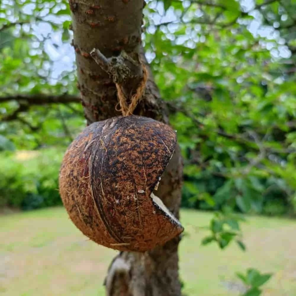 Bia Ean Fiáin Cnó Cócó Clasaiceach V-cut-1