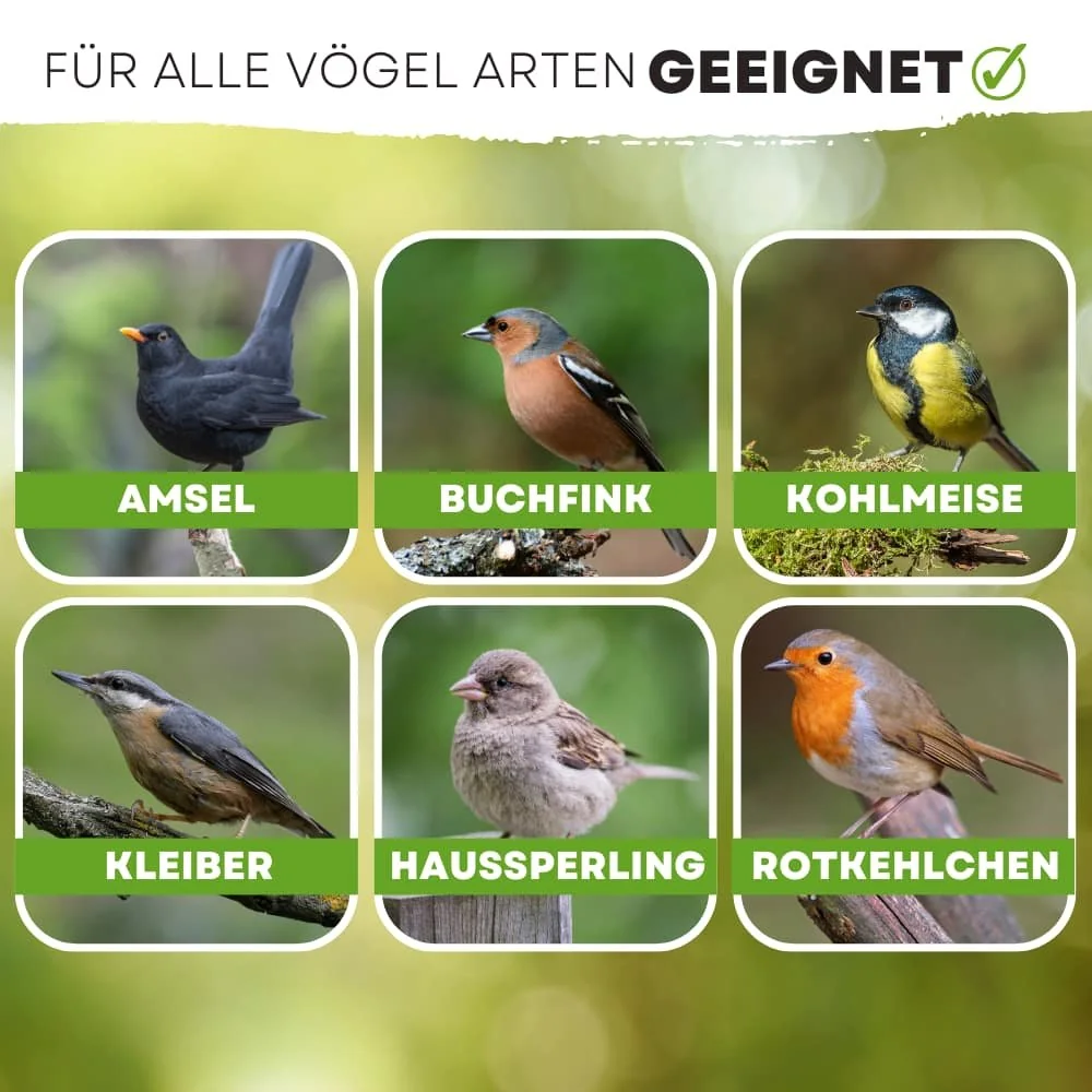 20kg Flocka Bia-Geire Préimhe le Síolta Lus na Gréine Scafa agus Rísíní-2