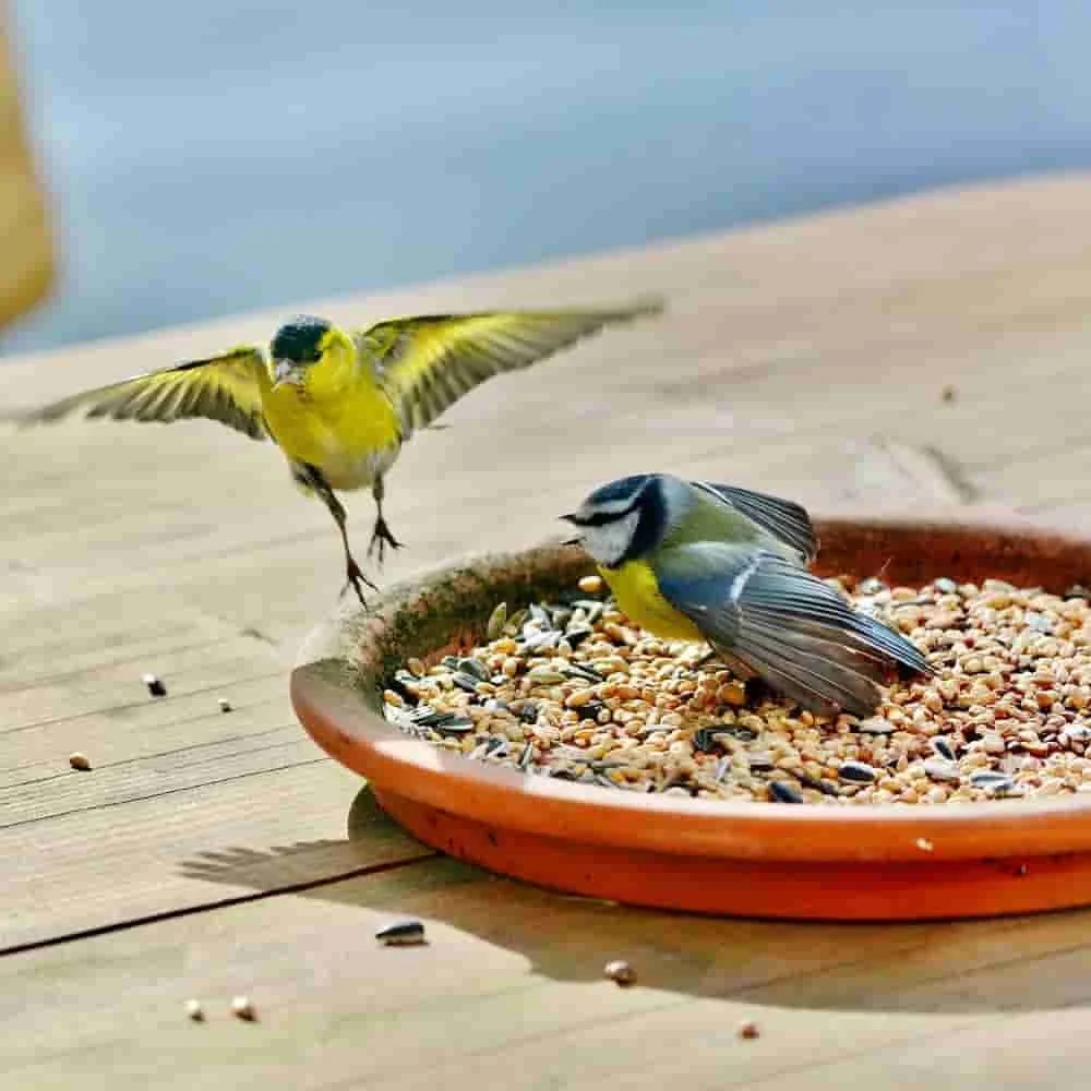 Beathú Saille 25 kg, Beathú Éan-1