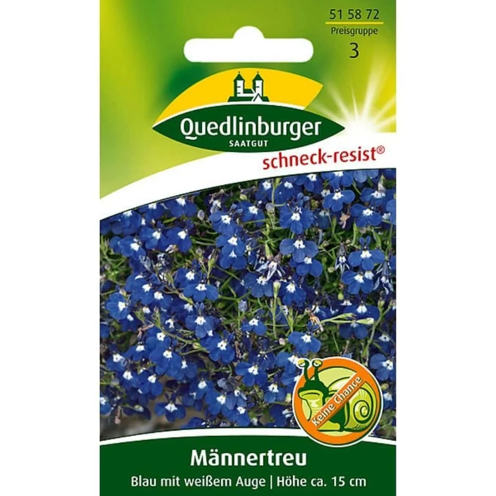 Männertreu Blue, Summer Flower for Balcony & Garden