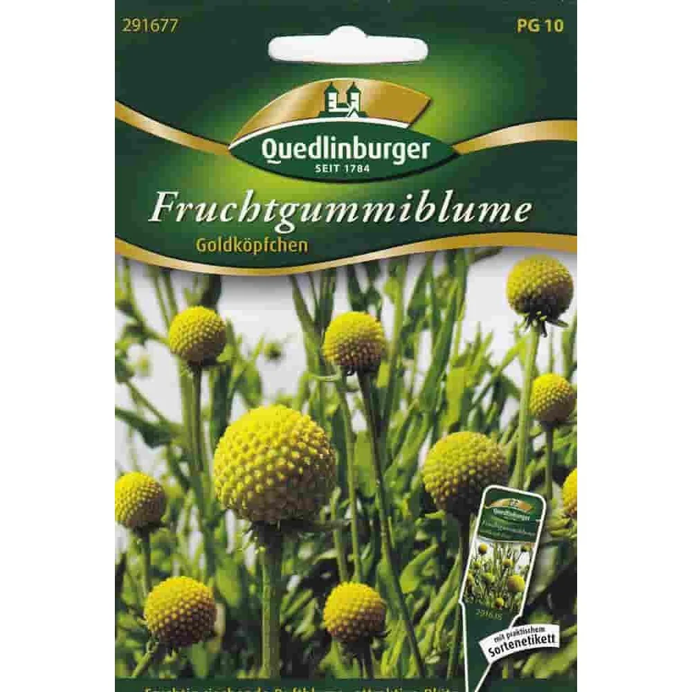 Bláth Guma Frucht - Planda Cumhra Bliantúil