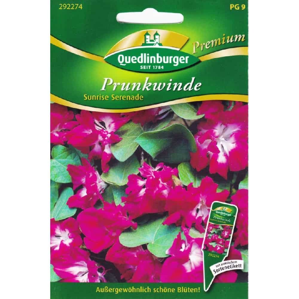 Síolta Glóire na Maidine 'Sunrise Serenade', Planda Dreapadóireachta Tapa Fáis