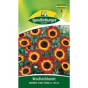 Síolta Bláthanna Wucherblume - Bláthanna Aonbhliantúla don Ghairdín