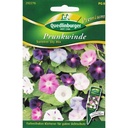 Glóir na Maidine Summer Sky Mix - Planda Dreapadóireachta Bliantúil