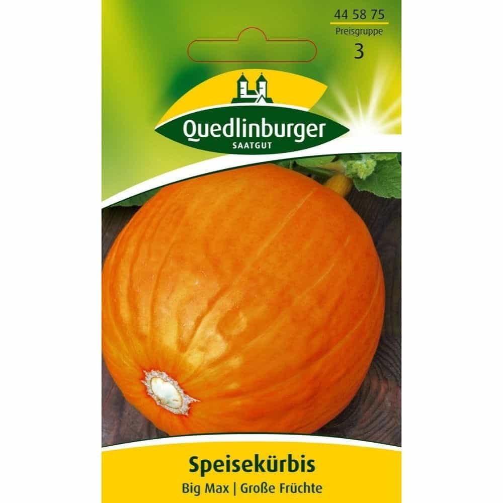 Síolta Pumpkin Big Max