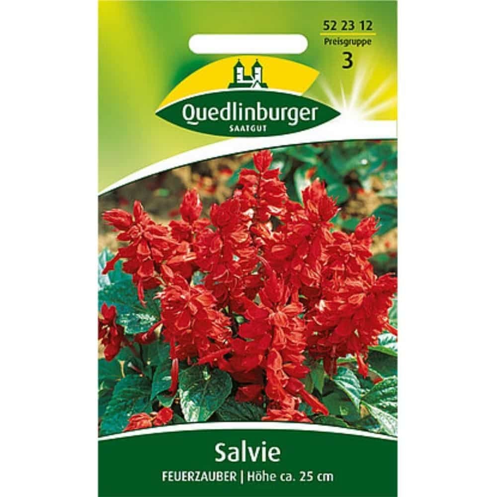 Salvia Feuerzauber: Síolta Bláthanna Gairdín le haghaidh Balcóin & Gairdín