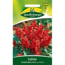 Salvia Feuerzauber: Síolta Bláthanna Gairdín le haghaidh Balcóin & Gairdín