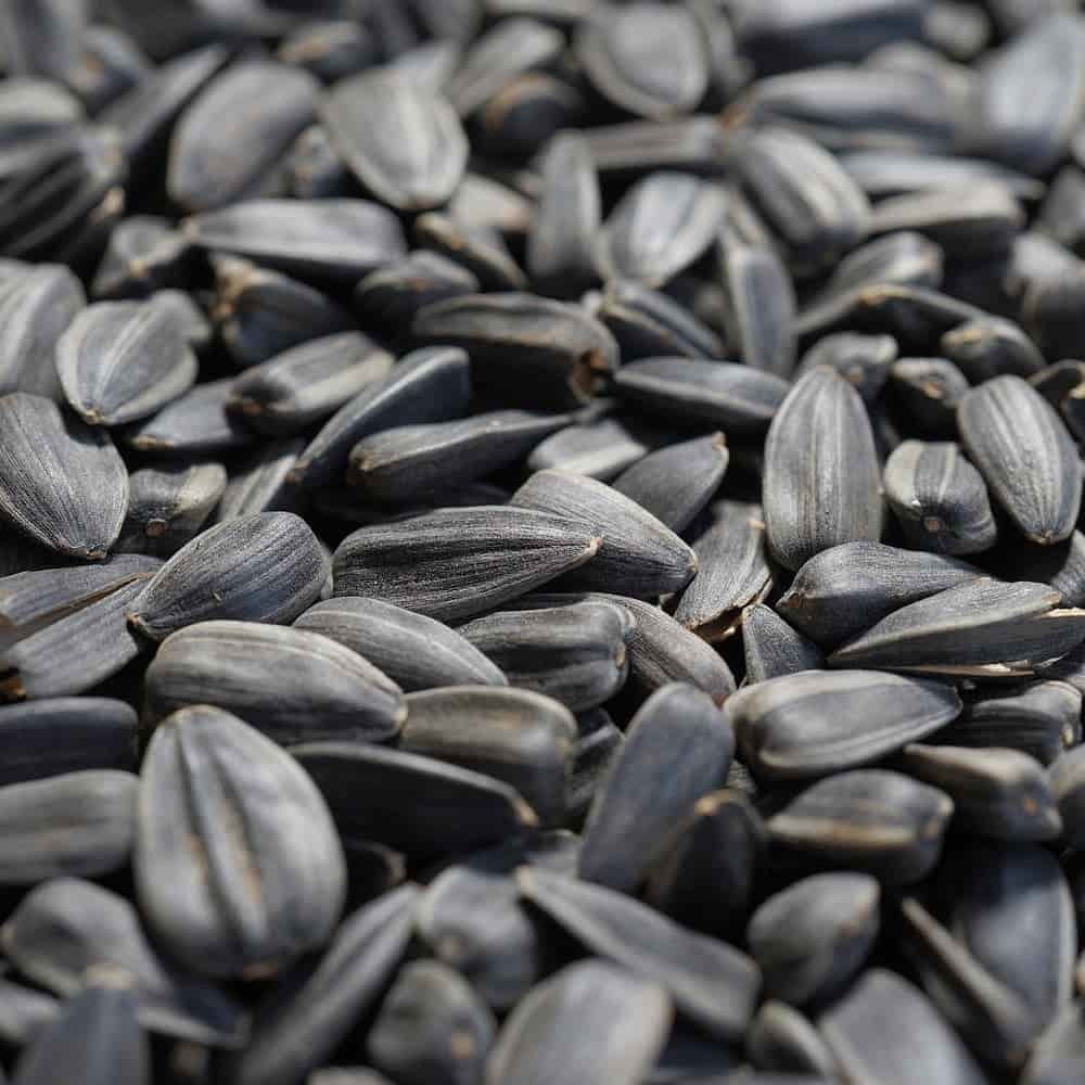 Síolta lus na gréine dubha 25kg, Bia éan, Bia fiáin éan