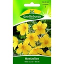 Síolta Mentzelia Lindleyi, Goldstern, Bienenweide