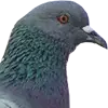 Bia Piseán image