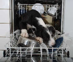 Dishwasher Tablets Ireland image