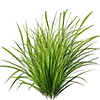 Leasachán faiche image