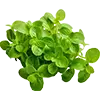 Luibheanna + spíosraí image
