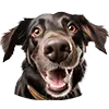 Madra image