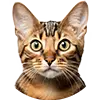 Cat image