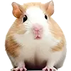 Eileamh Éagsúla image