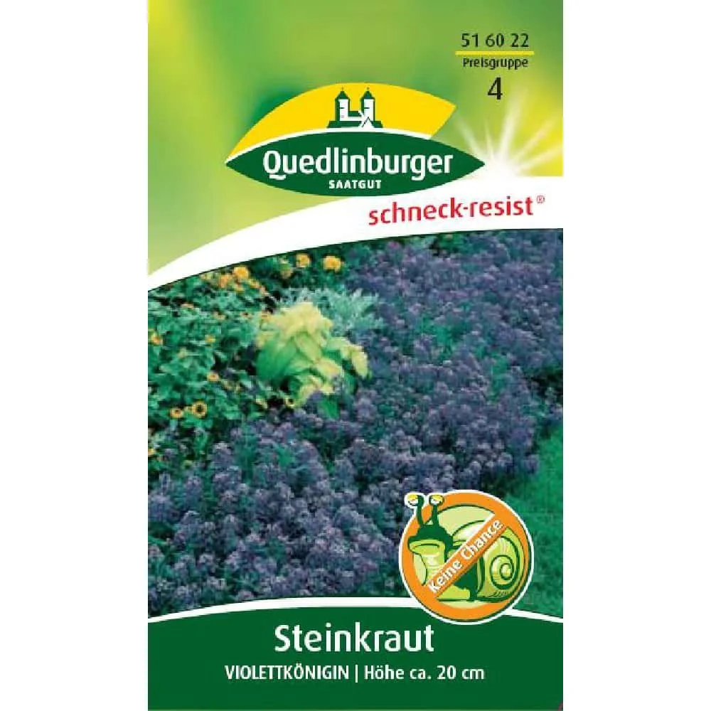 "Steinkraut Violettkönigin - Plandaí Bliantúla Lila do Ghairdín, Boni-Shop image"