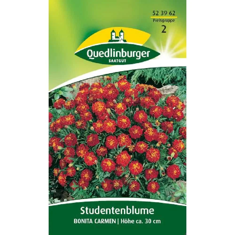 "Studentenblume ta Carmen - Bláth Gairdín Aonbhliantúil image"