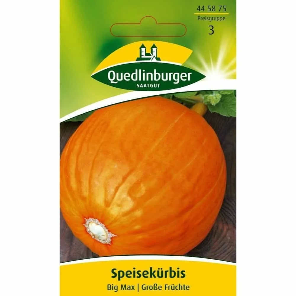 "Síolta Pumpkin Big Max image"