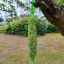 Bataí Cnónna Súdar (0.18kg) - 2 Bheathú Éan Fiáin
