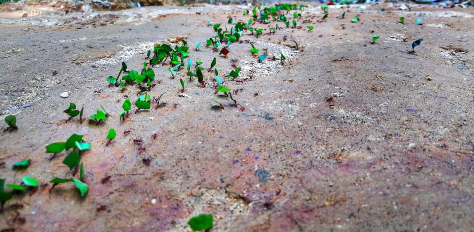 Bealach seangán ag iompar duilleoga - seangáin sa ghairdín a bhainistiú