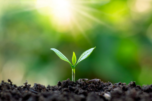 Leasach orgánach do gairdín orgánach