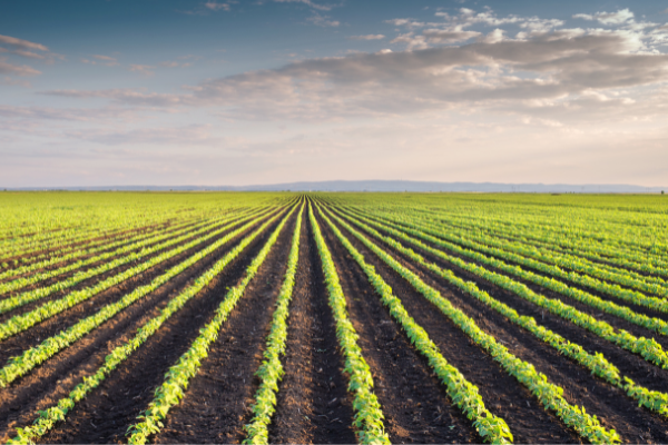 Leasach orgánach don ghairdín