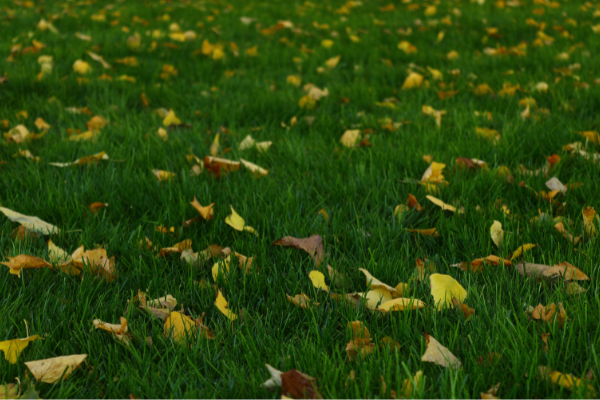 Leasachán faiche an fhómhair