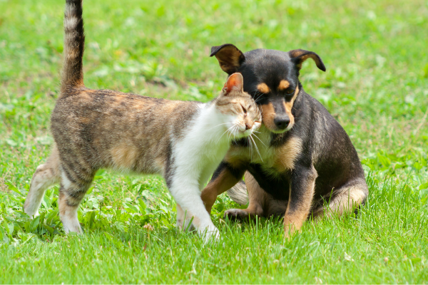 Leasachán faiche sábháilte do pheataí