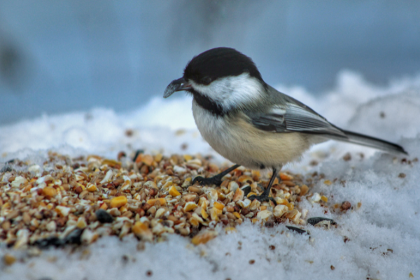 Bia Éan Fiáin - Treoir Beathú