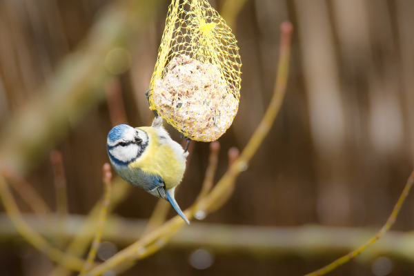 Beathú Éan - Bia Saill