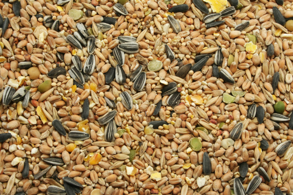 Treoir Beathú Bia Éan Fiáin