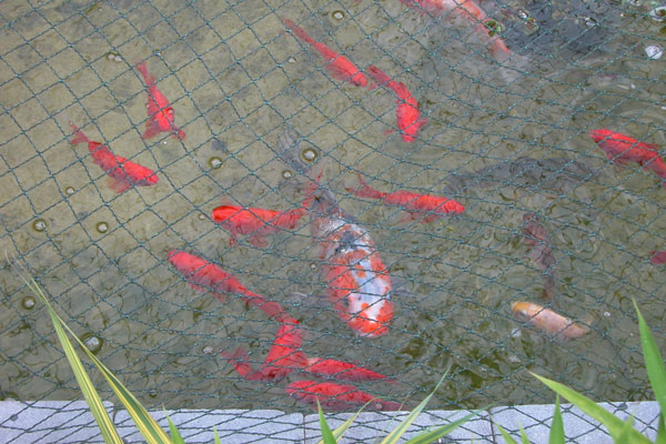 Líonta locha le haghaidh cosaint