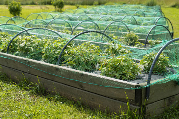 Líonta plandaí: cosaint plandaí agus líonta cosanta gairdín