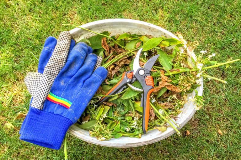 Cúram gairdín sa gheimhreadh