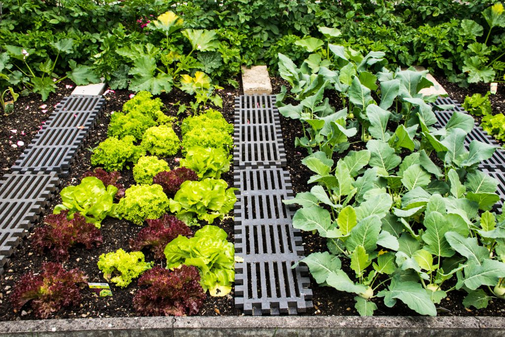 Gairdín glasraí álainn